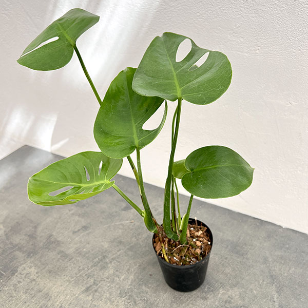 モンステラ 苗のおすすめ人気商品一覧 通販 - Yahoo!ショッピング