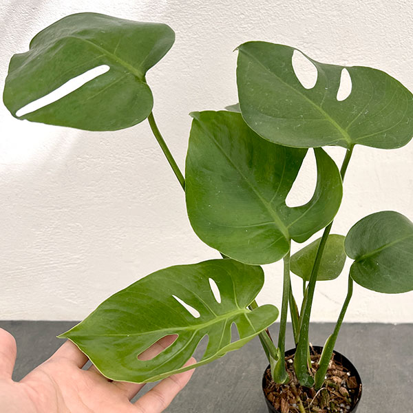 観葉植物 棚卸セール モンステラ デリシオサ コンパクタ（TC苗） 3号