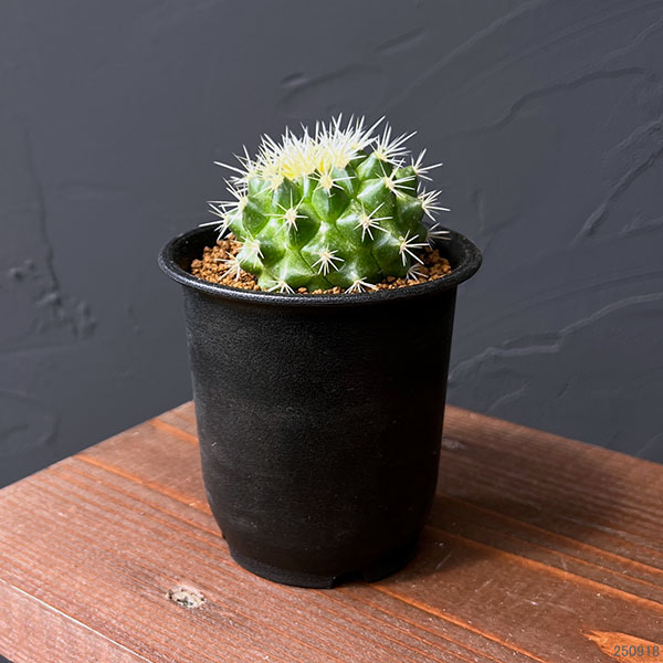 柱サボテン 弁慶柱（サボテン、多肉植物） | 花、ガーデニング の