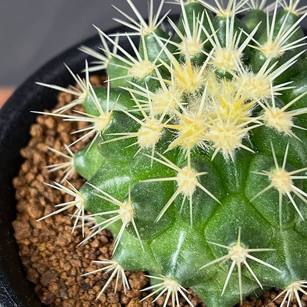 サボテン 金鯱（花、ガーデニング）のおすすめ人気商品一覧 通販