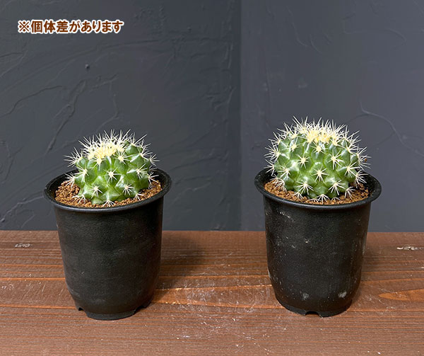 観葉植物 サボテン 短刺キンシャチ（金鯱） 3号鉢植え : 園芸ネット