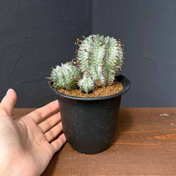 観葉植物 棚卸セール ユーフォルビア ホリダ（実生セレクト株） 3.5号