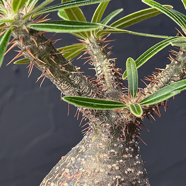 グラキリスのおすすめ人気商品一覧 通販 - Yahoo!ショッピング