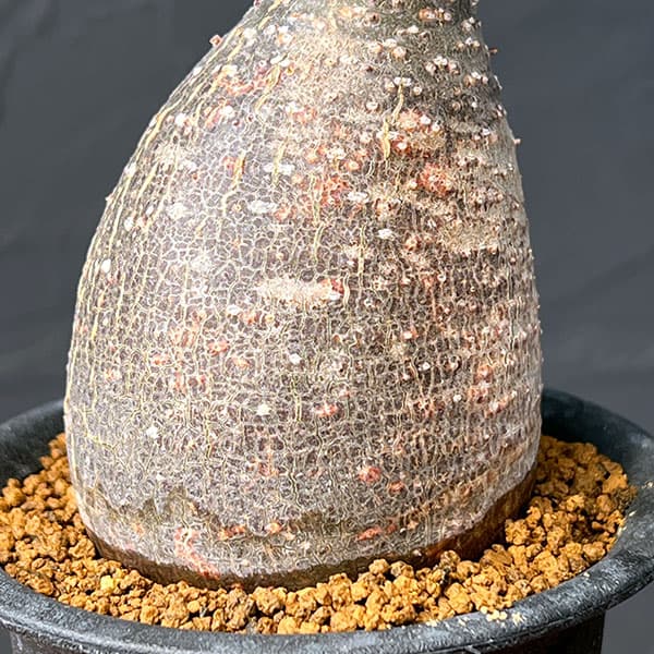 パキポディウム・グラキリスのおすすめ人気商品一覧 通販 - Yahoo