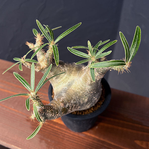 観葉植物 アーリーサマーセール パキポディウム...の詳細画像3