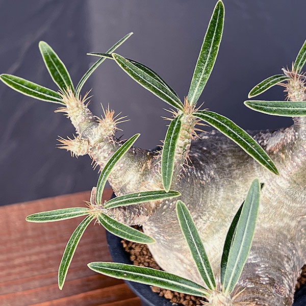 観葉植物 アーリーサマーセール パキポディウム...の詳細画像4
