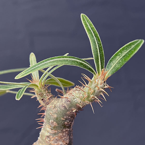 観葉植物 アーリーサマーセール パキポディウム...の詳細画像5