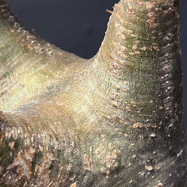 グラキリスのおすすめ人気商品一覧 通販 - Yahoo!ショッピング