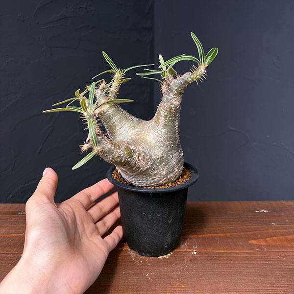 パキポディウム グラキリスのおすすめ人気商品一覧 通販 - Yahoo