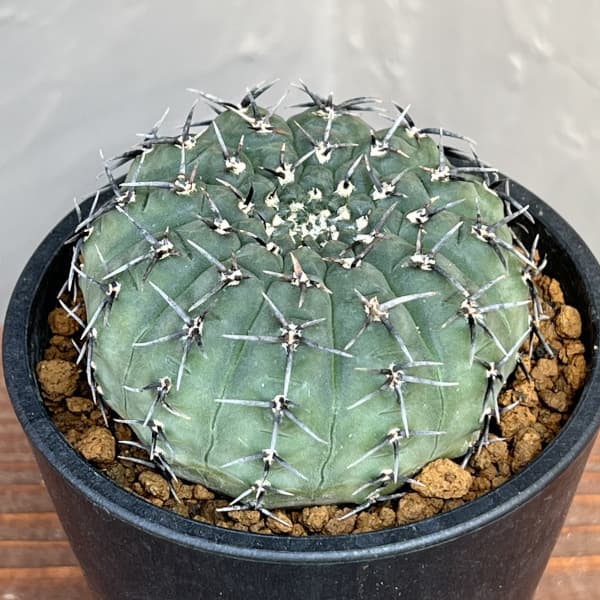 観葉植物 サボテン ギムノカリキウム 黒刺鳳頭（クロトゲホウトウ