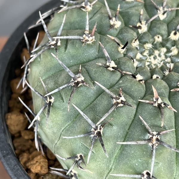 観葉植物 サボテン ギムノカリキウム 黒刺鳳頭（クロトゲホウトウ