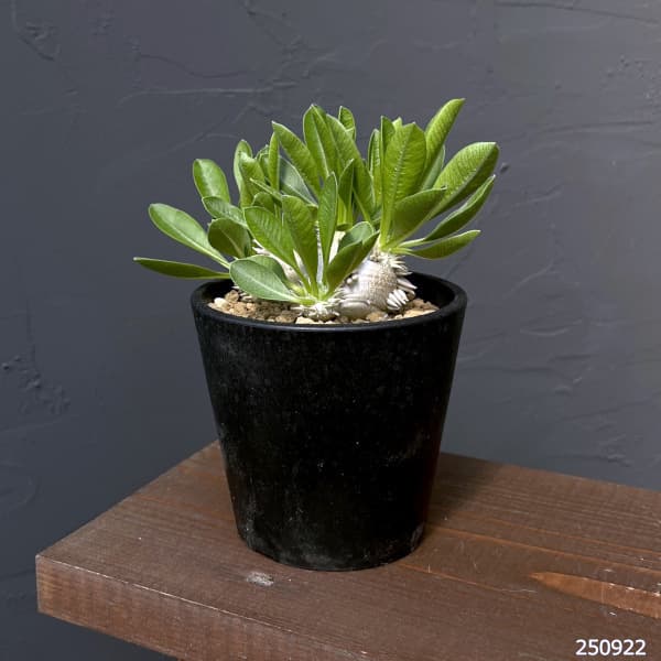 恵比寿笑いのおすすめ人気商品一覧 通販 - Yahoo!ショッピング