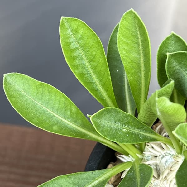 恵比寿笑いのおすすめ人気商品一覧 通販 - Yahoo!ショッピング