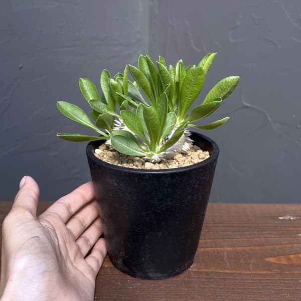 恵比寿笑いのおすすめ人気商品一覧 通販 - Yahoo!ショッピング