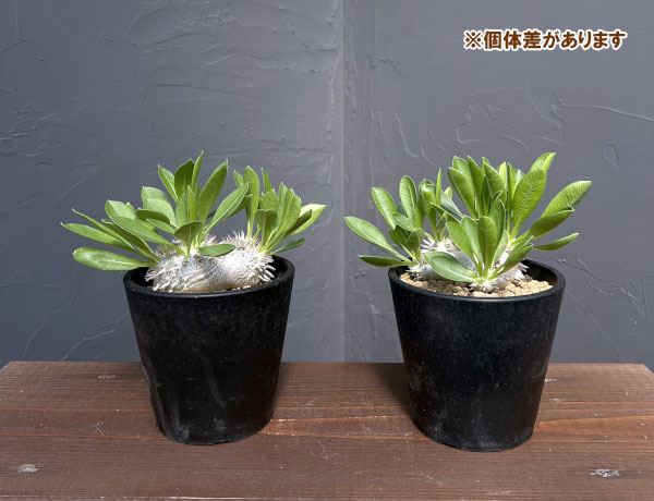 恵比寿笑いのおすすめ人気商品一覧 通販 - Yahoo!ショッピング