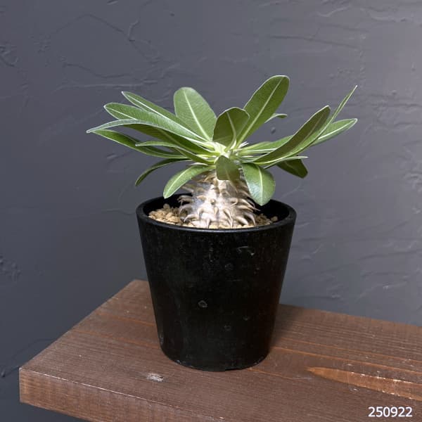 パキポディウム鉢のおすすめ人気商品一覧 通販 - Yahoo!ショッピング