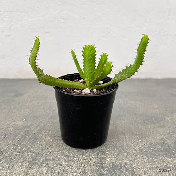 観葉植物 ユーフォルビア ステラータ 飛竜 2.5号 : 園芸ネット - 通販 
