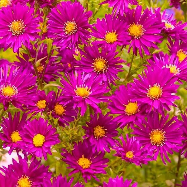 草花の苗 アスター(宿根) クリムソンブロケー...の詳細画像5