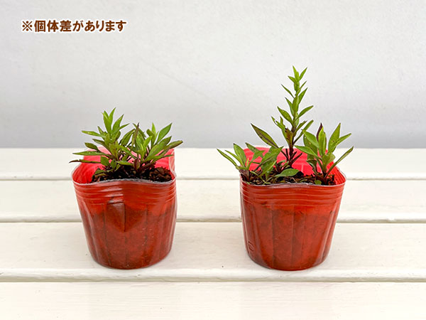 草花の苗 アスター(宿根) クリムソンブロケー...の詳細画像2