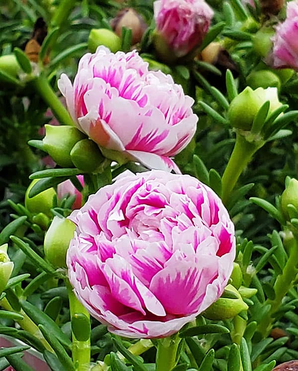 草花の苗 マツバボタン(八重咲き) リトルマー...の詳細画像2