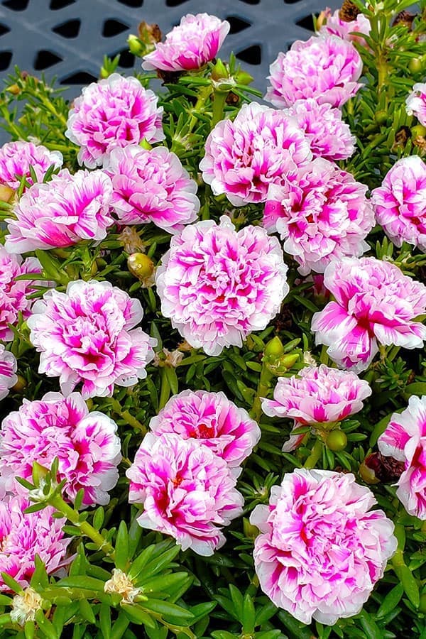 草花の苗 マツバボタン(八重咲き) リトルマー...の詳細画像4
