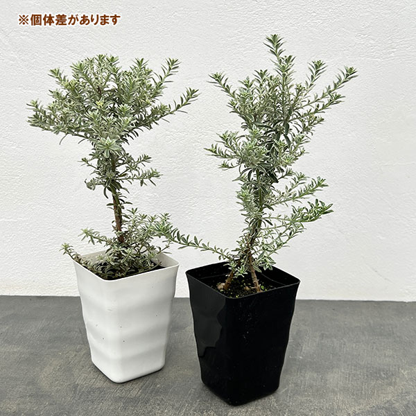 ウエストリンギアのおすすめ人気商品一覧 通販 - Yahoo!ショッピング