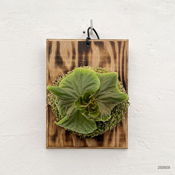 観葉植物 ビカクシダ(コウモリラン) リドレイ...の詳細画像1