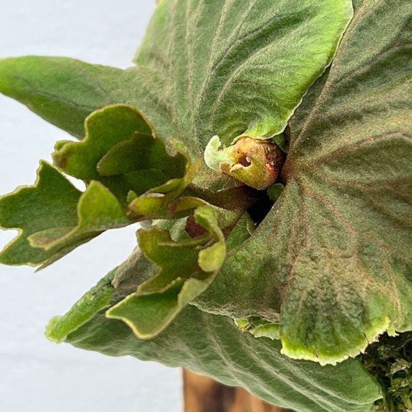 観葉植物 ビカクシダ(コウモリラン) リドレイ...の詳細画像4