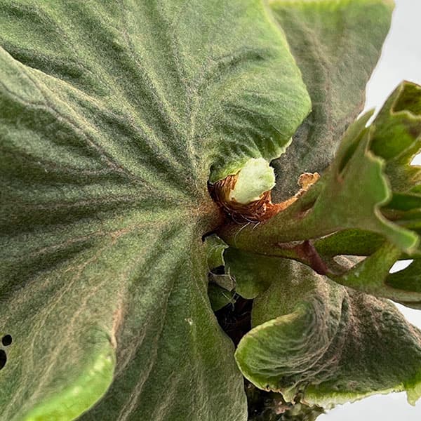 観葉植物 ビカクシダ(コウモリラン) リドレイ...の詳細画像5