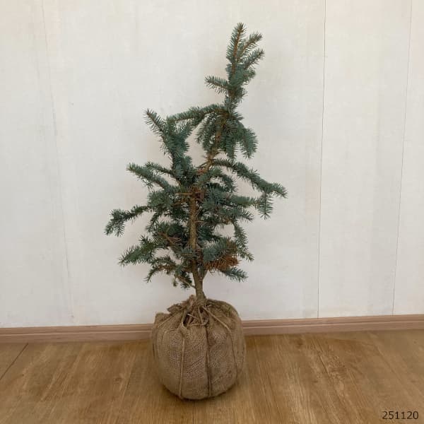 コロラドトウヒのおすすめ人気商品一覧 通販 - Yahoo!ショッピング