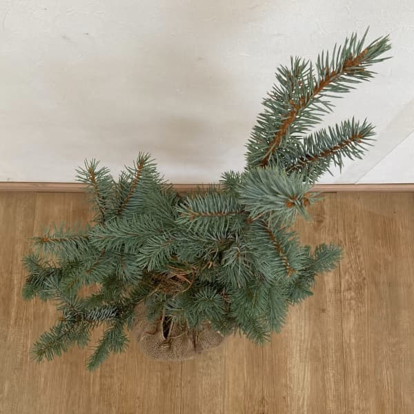 コロラドトウヒのおすすめ人気商品一覧 通販 - Yahoo!ショッピング