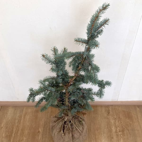 コロラドトウヒのおすすめ人気商品一覧 通販 - Yahoo!ショッピング