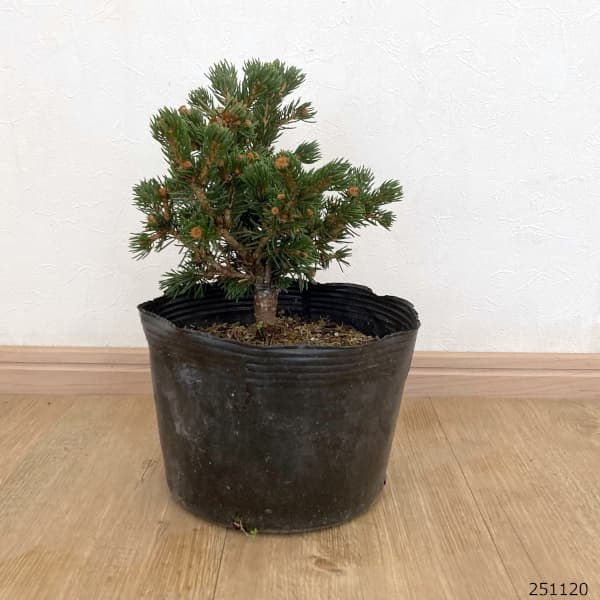 花木 庭木の苗 棚卸セール ピセアプンゲンス（プンゲンストウヒ