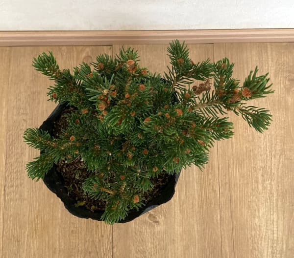 コロラドトウヒのおすすめ人気商品一覧 通販 - Yahoo!ショッピング