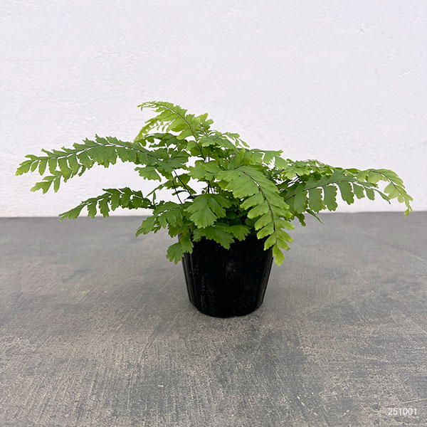 観葉植物 アジアンタム ブロンズビーナス 3号ポット |  | 01