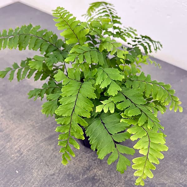 観葉植物 アジアンタムのおすすめ人気商品一覧 通販 - Yahoo!ショッピング