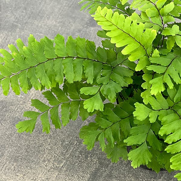 観葉植物 アジアンタム ブロンズビーナス 3号ポット |  | 03