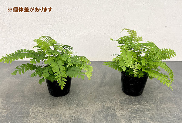 観葉植物 アジアンタム ブロンズビーナス 3号ポット |  | 05