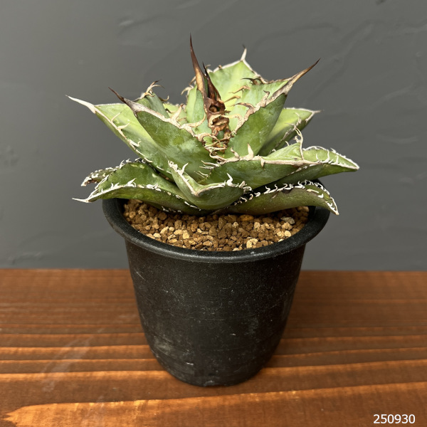 アガベのおすすめ人気商品一覧 通販 - Yahoo!ショッピング