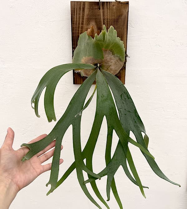 ビカクシダ 胞子のおすすめ人気商品一覧 通販 - Yahoo!ショッピング