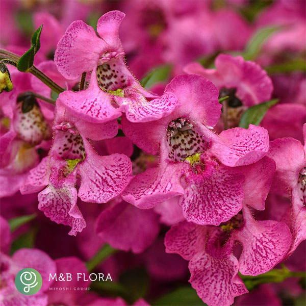 草花の苗 サマーセール (わけあり特価)アンゲ...の詳細画像5