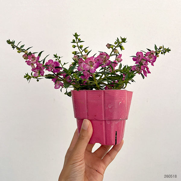 草花の苗 サマーセール (わけあり特価)アンゲ...の詳細画像1