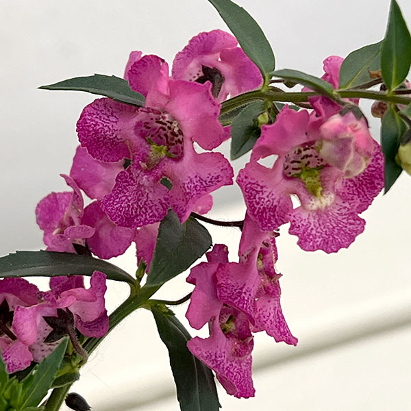 草花の苗 サマーセール (わけあり特価)アンゲ...の詳細画像2