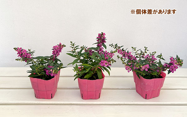 草花の苗 サマーセール (わけあり特価)アンゲ...の詳細画像3