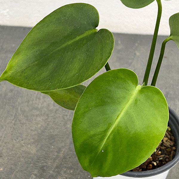 観葉植物 モンステラ デリシオサ タウエリ 3号ポット : 園芸ネット