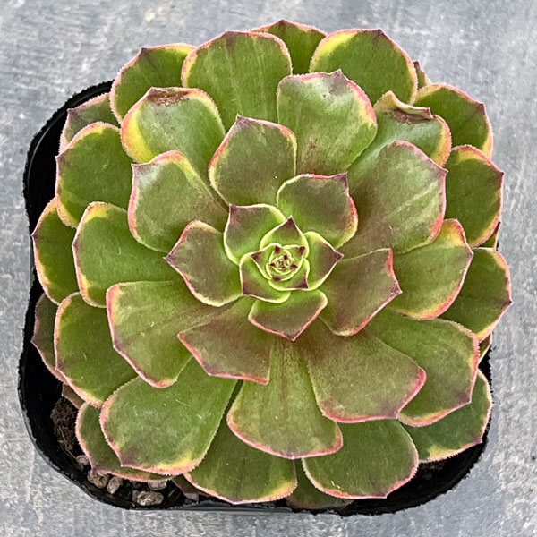 多肉植物アエオニウム錦のおすすめ人気商品一覧 通販 - Yahoo!ショッピング