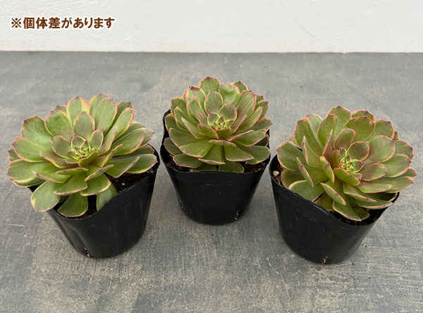 多肉植物アエオニウム錦のおすすめ人気商品一覧 通販 - Yahoo!ショッピング