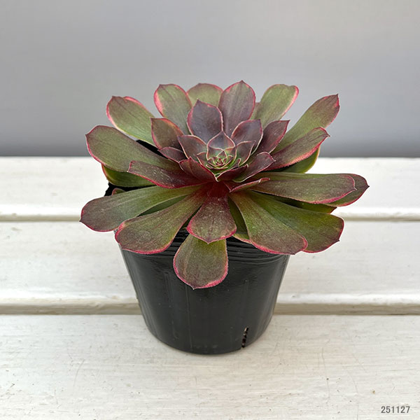 多肉植物アエオニウム錦のおすすめ人気商品一覧 通販 - Yahoo!ショッピング