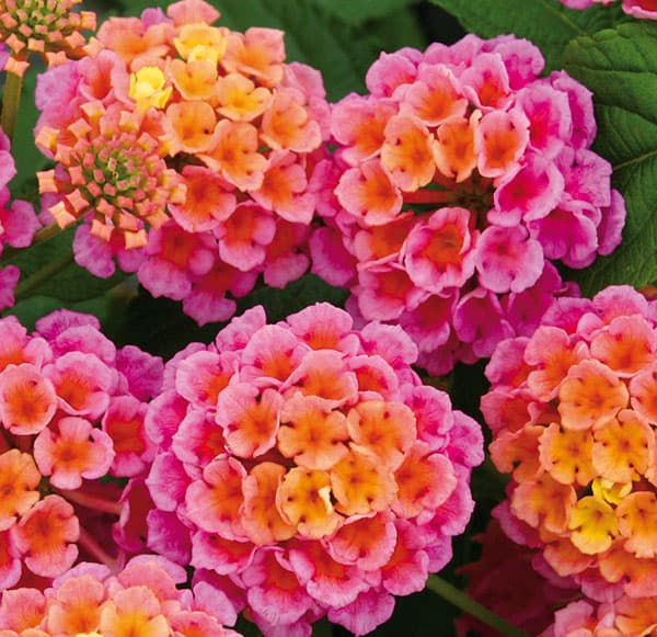 ランタナ 苗（苗） | 花、ガーデニング の商品一覧 通販 - Yahoo