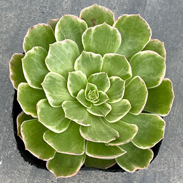 多肉植物アエオニウム錦のおすすめ人気商品一覧 通販 - Yahoo!ショッピング